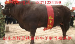 马配种视频,见证繁衍之美